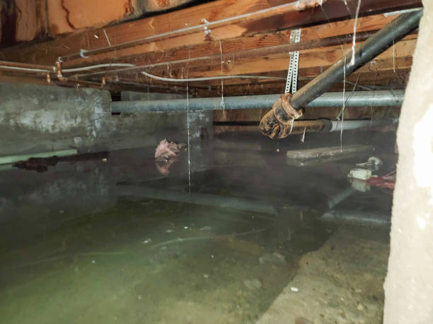 Best Carpet water damage restoration  in Mullens, WV
